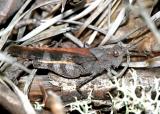 Northern Marbled Grasshopper - Spharagemon marmorata marmorata