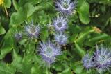 Eryngium alpinum. Zavizan, Croatie. Août 2002.