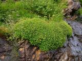 Saxifraga michauxii, Hypericum buckleyi
MP 423.5 N