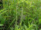 Asplenium platyneuron (Ebony Spleenwort)
MP 437.1 S