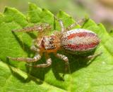 Maevia inclemens - Dimorphic jumper -female