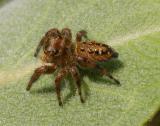 Eris militaris (?) Bronze jumper -- female -- view 4