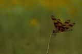 Halloween Pennant.jpg