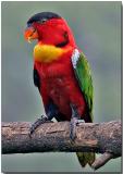 Yellow-bibbed Lory