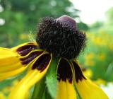 Coneflower
