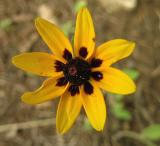Coneflower