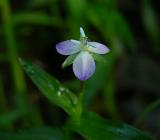 Commelinaceae