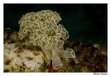 Sea Slug