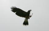 Hawk