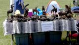 White Feather Collectables.jpg(137)