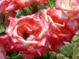 Sun Kissed Roses.jpg(152)