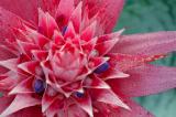 Bromeliad flower.jpg