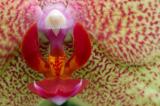 Moth Orchid.jpg