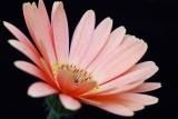 Peach African Daisy.jpg