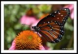 Monarch 11
