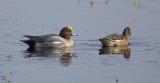 Eurasian widgeon (M, F breeding)