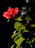 Hibiscus