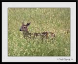 Smokies Series 448