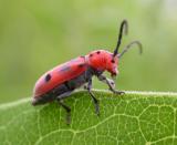 Eastern Milkweed Longhorn Beetle - 2