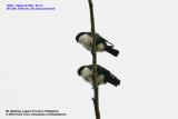 Philippine Falconet
(a Philippine endemic)
Scientific name - Microhierax erythrogenys erythrogenys
Habitat - Open forest and edge.