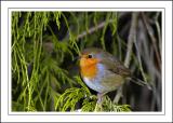 Robin 05 ~ Stourhead