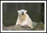 Polar Bear 2