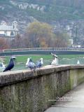 Salzach DSC04305.jpg