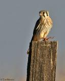 American Kestrel