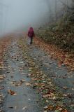 10/29/04 - More Misty, Rainy Fall Colors