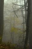 10/29/04 - More Misty, Rainy Fall Colors