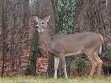 11/20/04 - White Tailed Deer