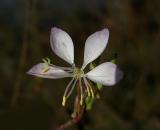 Beeblossom, Biennial