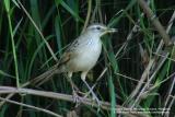 Striated Grassbird
Scientific name - Megalurus palustris
Habitat - Common in grasslands, ricefields and open country.