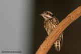Pygmy Woodpecker Up Close