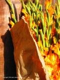 gladiolas, antigua, guatemala