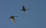 Swans on early morning flight