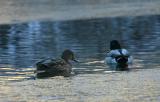 Mallards having it tough in the cold