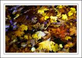 Stourhead ~ leaf us alone!