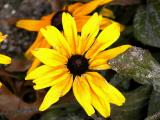Flower2.jpg(140)