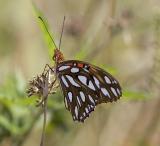 Gulf Fritillary Florida