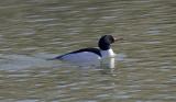 Common Merganser (M)