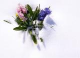 Snow Bouquet