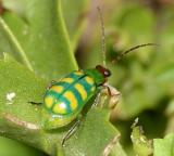 Diabrotica balteata
