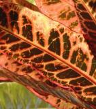 Crotons flurish in the yard adding color