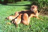 Suzzy and her Pups in the back yard - no need to worry about the Hawk here!