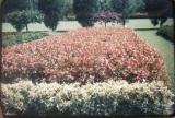 Jamaica Hope garden