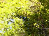Juniper Berries.jpg
