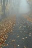 10/20/04 - Misty/Rainy Fall Colors