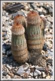 Cactus - CRW_1329 copy.jpg