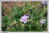 Moth on Flower - CRW_1341 copy.jpg